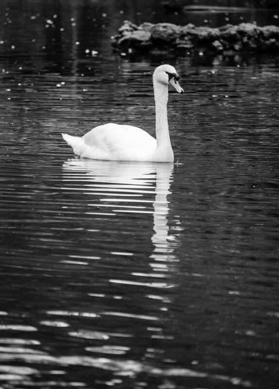 Lake Poster featuring the photograph Reflection of a white swan 2 by AM FineArtPrints