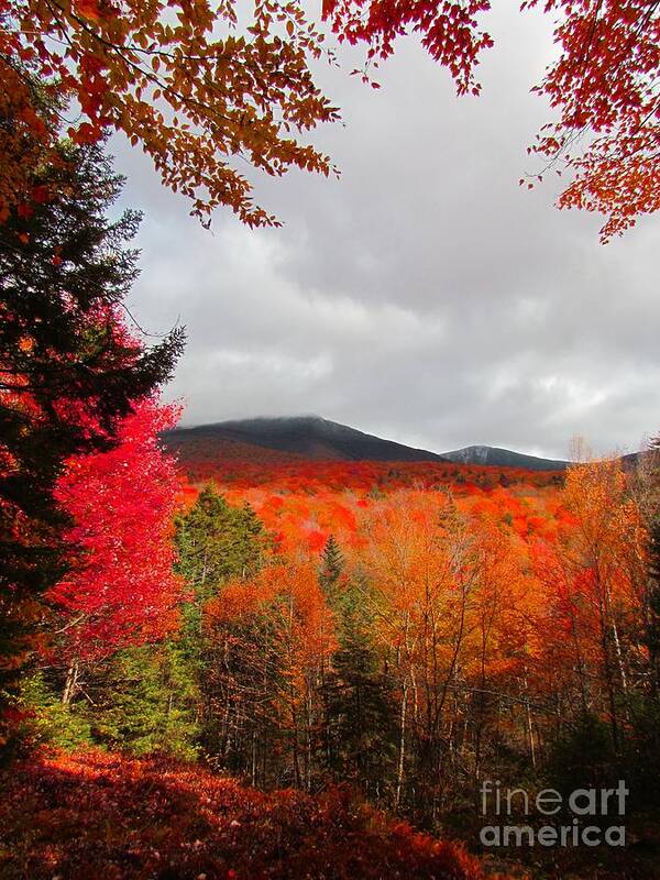 Autumn Poster featuring the photograph Rich Fall New Hampshire Colors by Elizabeth Dow