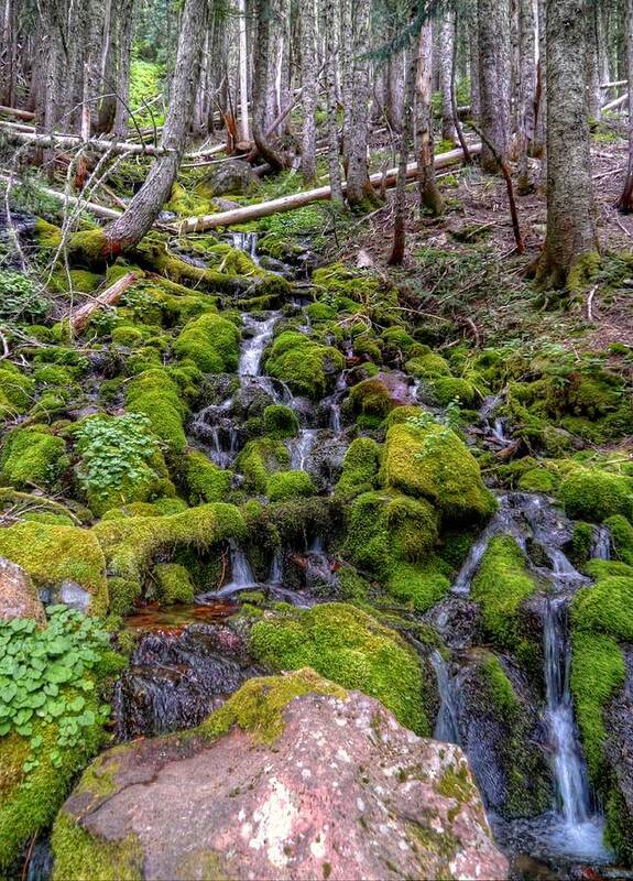 Mt Rainier National Park Poster featuring the photograph River of Moss by Peter Mooyman