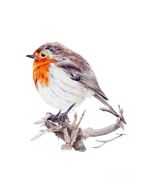 Robin Poster featuring the painting Robin by Marie Burke