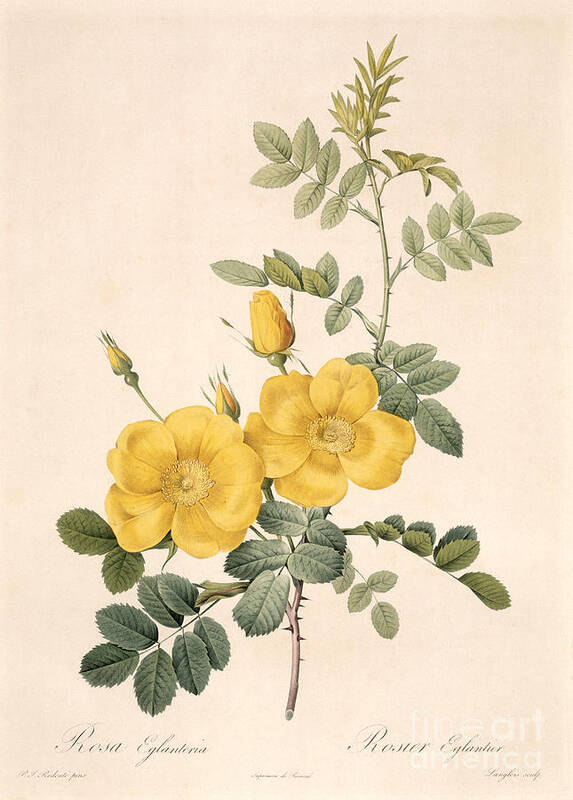 Rosa Poster featuring the drawing Rosa Eglanteria by Pierre Joseph Redoute