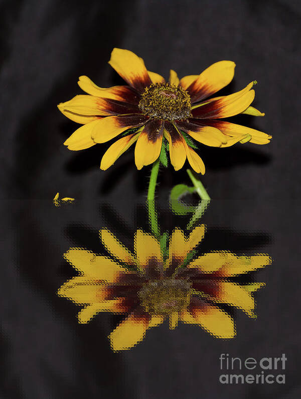 Reflection Poster featuring the photograph Rudbeckia Reflection by Donna Brown