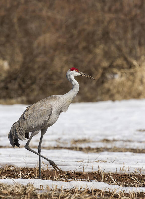 Sandhill Crane Poster featuring the photograph Sandhill Crane 2014-1 by Thomas Young