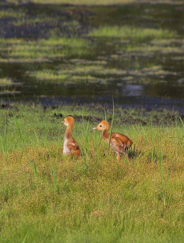 Sandhill Cranes Poster featuring the photograph Sandhill Crane babies by Richard Rizzo