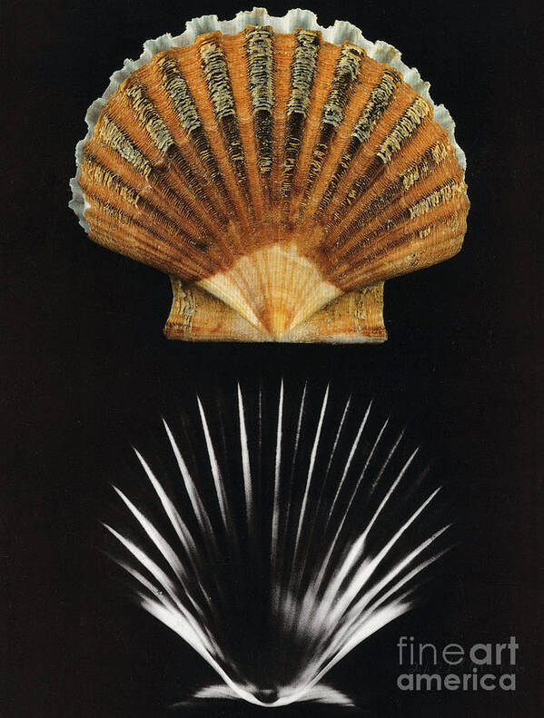 X Ray Poster featuring the photograph Scallop Shell X-ray by Photo Researchers