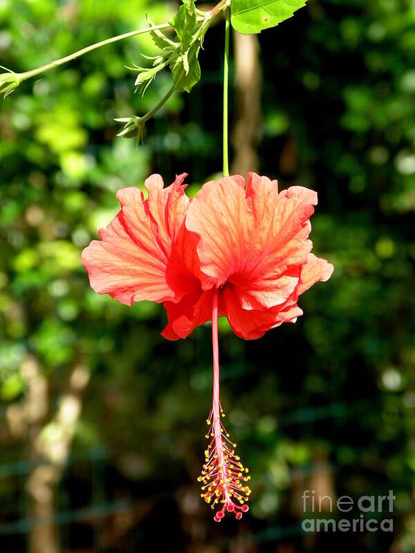 Hibiscus Poster featuring the pastel Schizopetalus Hibiscus by Mary Deal