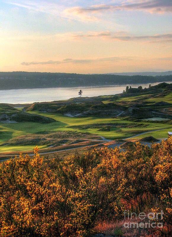 Digital Manipulation Poster featuring the photograph Scotch Broom -Chambers Bay Golf Course by Chris Anderson