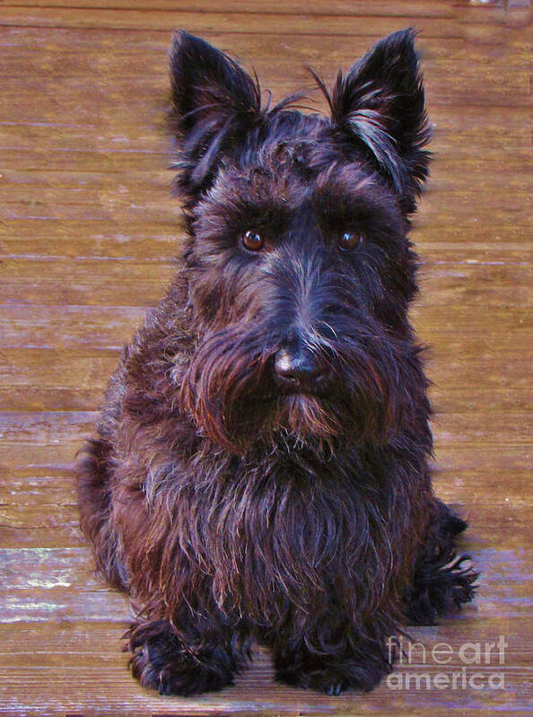 Scottish Terrier Poster featuring the photograph Scottish Terrier by Michele Penner