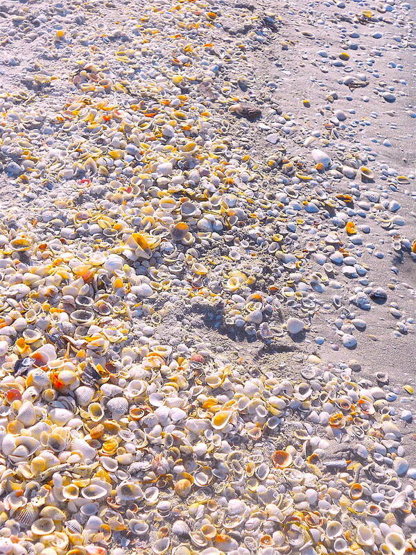 Seashells Print Poster featuring the photograph Seashells in Sanibel Island, Florida by Monique Wegmueller