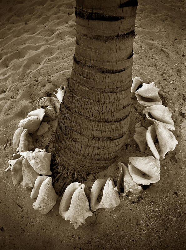 Sepia Poster featuring the photograph Shell Foot. by Terence Davis