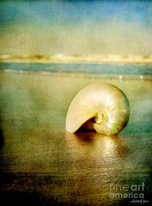 Beach Poster featuring the photograph Shell in Sand by Linda Olsen
