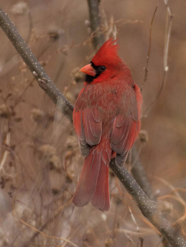 Bird Poster featuring the photograph Shenandoah Cardinal by Jody Partin