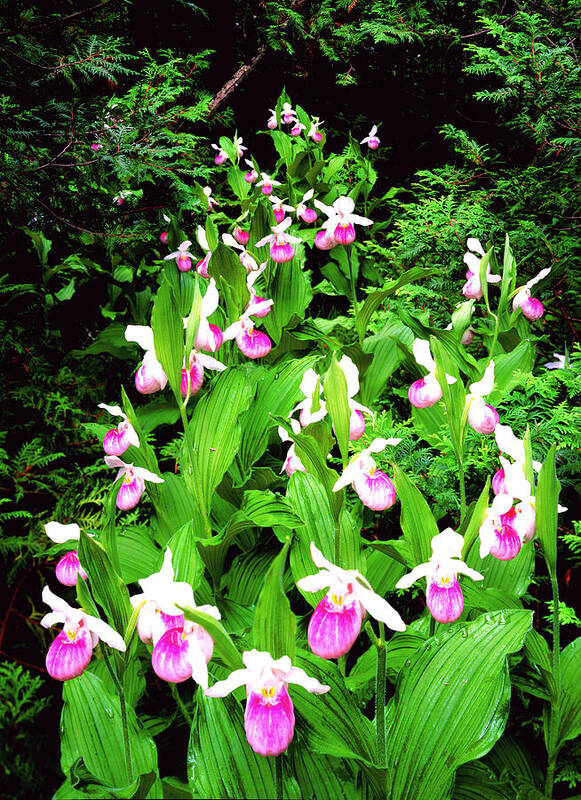 Wilderness Landscape Poster featuring the photograph Showy Ladyslippers by Frank Houck