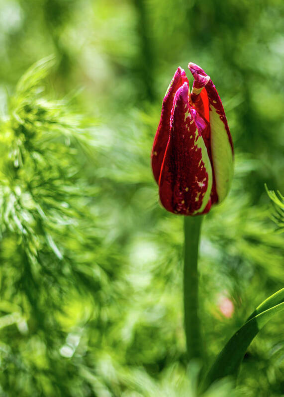 Tulip Poster featuring the photograph Shy Tulip by Susie Weaver