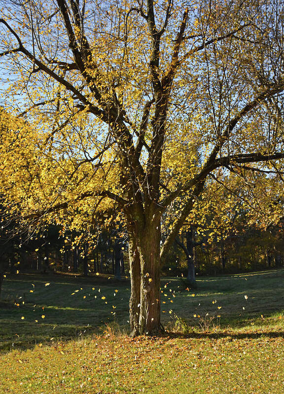 Greg Jackson Poster featuring the photograph Silent Fall by Greg Jackson