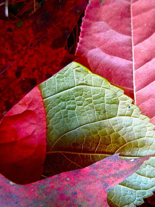 Fall Leaves Poster featuring the photograph Slices of Fall by Lori Miller