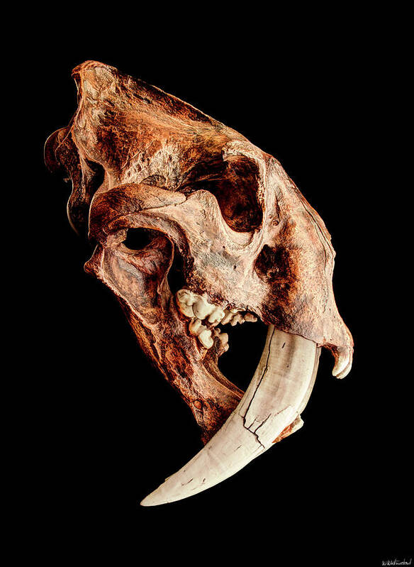 Smilodon Fatalis Poster featuring the photograph Smilodon fatalis Skull 1 by Weston Westmoreland
