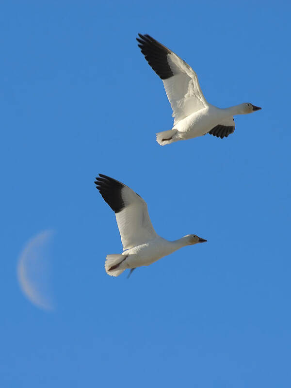 Geese Poster featuring the photograph Snow Geese Moon by Gary Beeler