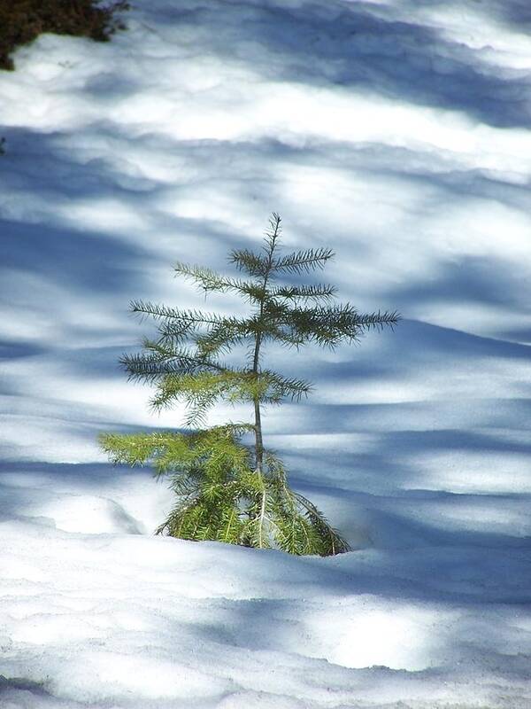 Sappling Poster featuring the photograph Snow Tree by Gene Ritchhart