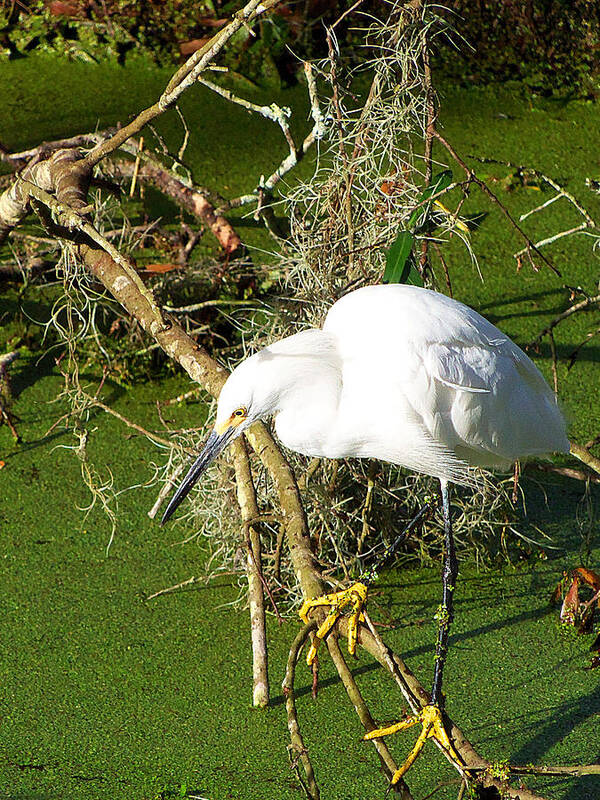 Egret Poster featuring the photograph Snowy Egret 003 by Christopher Mercer