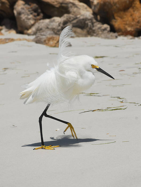 Lido Beach Poster featuring the photograph Snowy Egret 6429 Windy by Steve Somerville