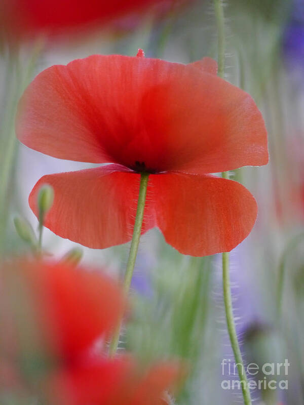 Poppy Poster featuring the photograph Soft Dawn Poppy by Rachel Morrison