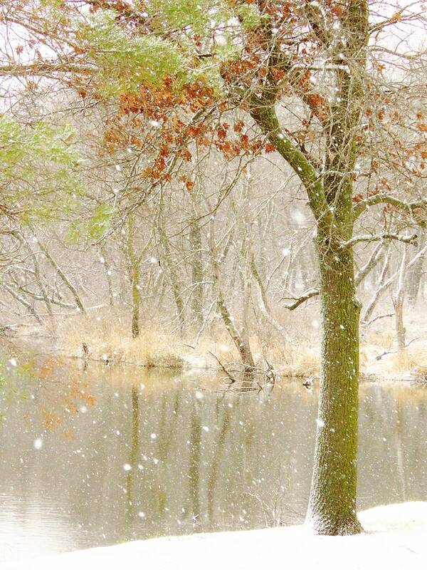 Creek Poster featuring the photograph Softly Falls the Snow by Lori Frisch