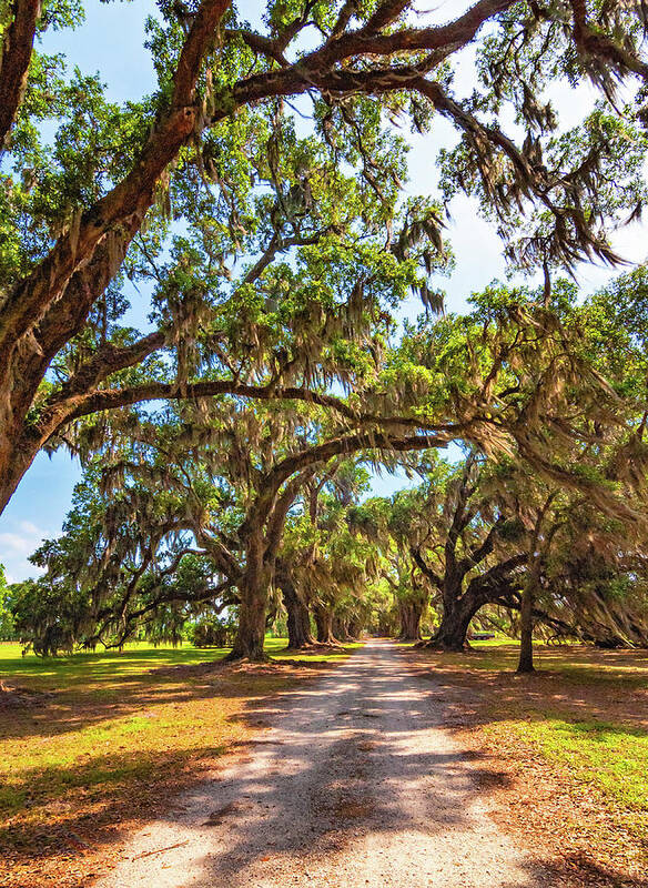Evergreen Plantation Poster featuring the photograph Southern Lane - Evergreen Plantation by Steve Harrington