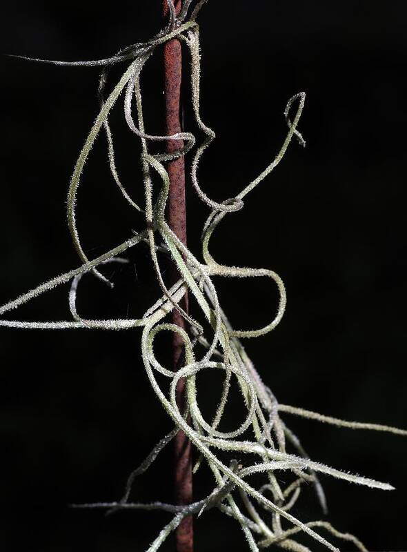 Abstract Poster featuring the photograph Spanish Moss on Wire by Richard Rizzo