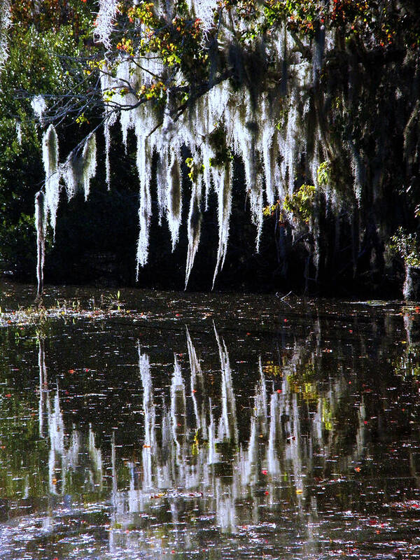 Spanish Moss Poster featuring the photograph Spanish Moss Reflection by Rose Hill