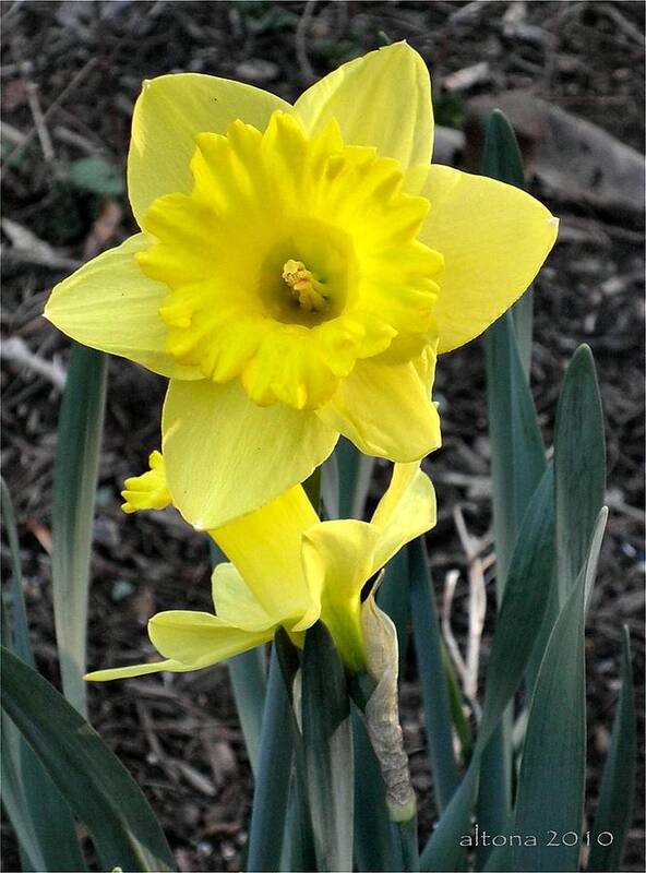 Daffodil Poster featuring the photograph Spring Daffodil by Tonie Cook