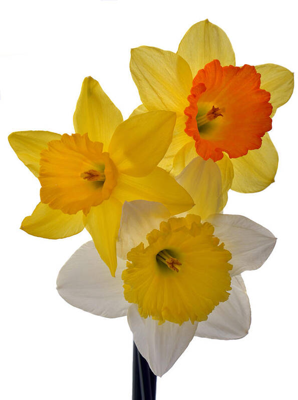 Daffodils Poster featuring the photograph Spring Trio by Terence Davis