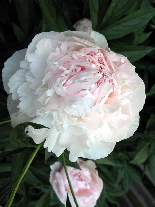 Peony Poster featuring the photograph Springs Peony by Carol Sweetwood