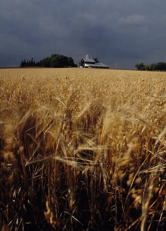 Wheat Poster featuring the photograph Storm over Wheat Field by Steve Somerville