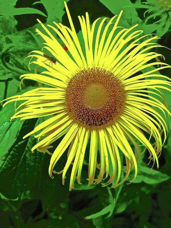 Flower Poster featuring the photograph Strange Sunflower by Stephanie Moore