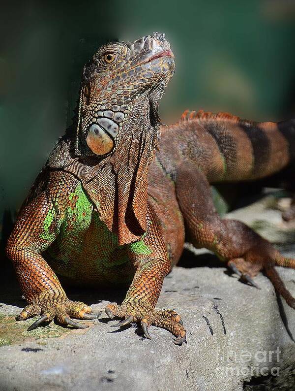 Iguana Poster featuring the photograph Strike a Pose by Cindy Manero