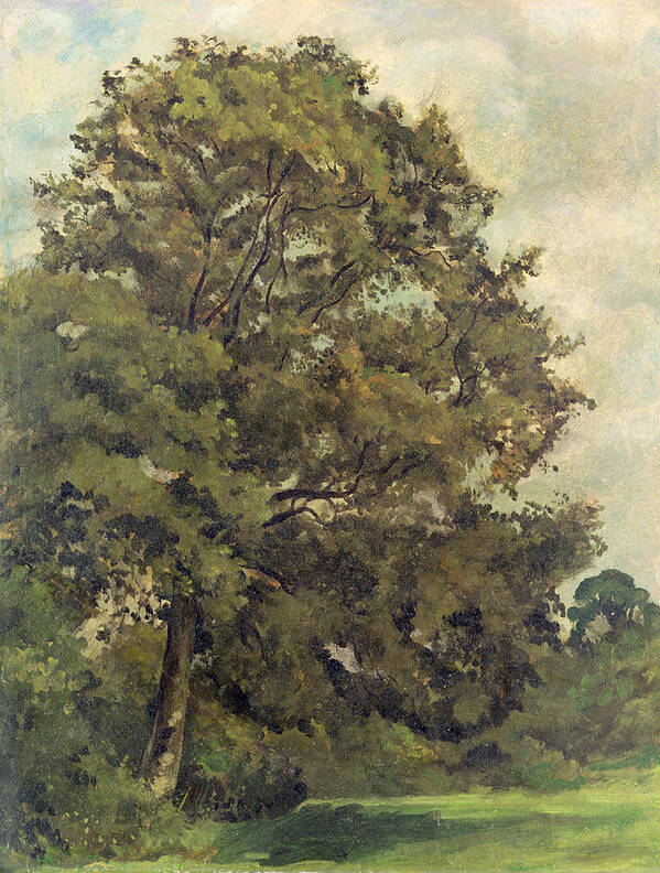 Xyc220952 Poster featuring the photograph Study of an Ash Tree by Lionel Constable