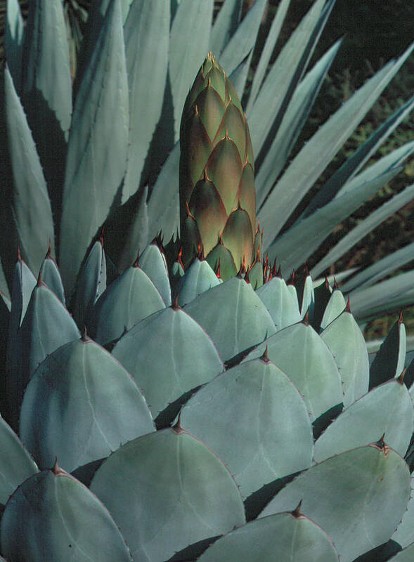 Agave Poster featuring the photograph Succulent 1 by Andy Shomock