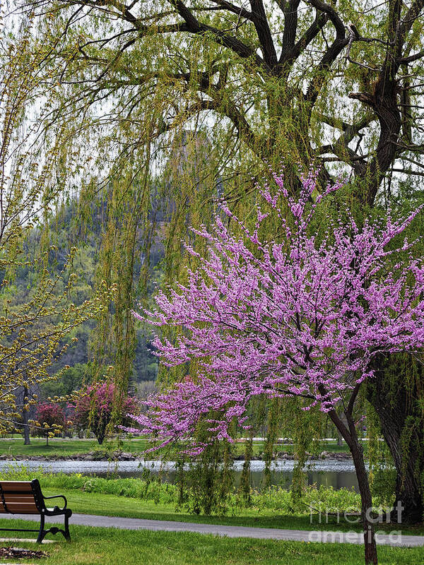 Winona Mn Poster featuring the photograph Sugarloaf with Blossoms and Bench by Kari Yearous