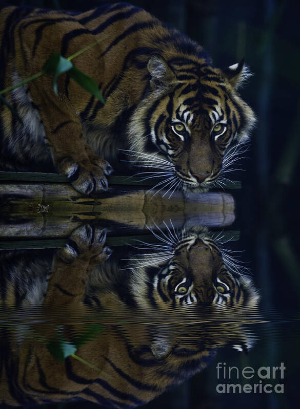 Sumatran Tiger Poster featuring the photograph Sumatran tiger reflection by Sheila Smart Fine Art Photography