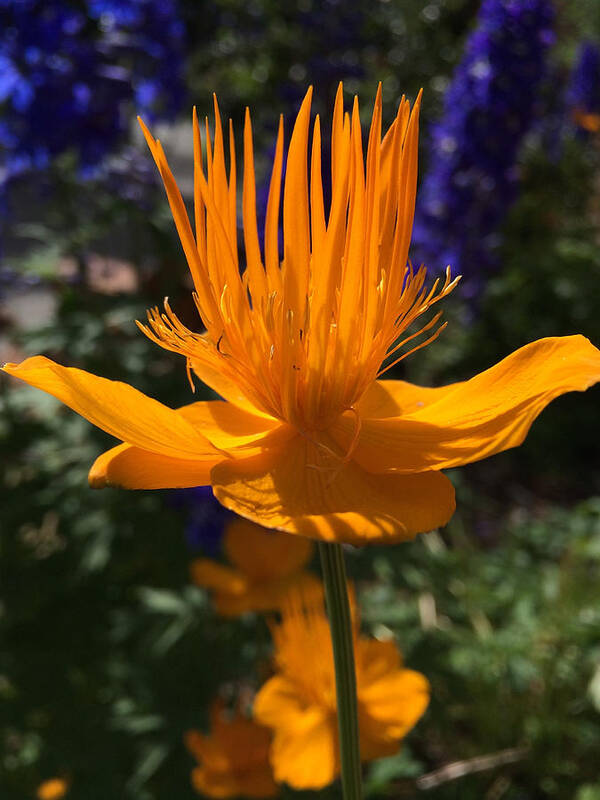 Keystone Resort Poster featuring the photograph Summer Bloom by Becky Canterbury