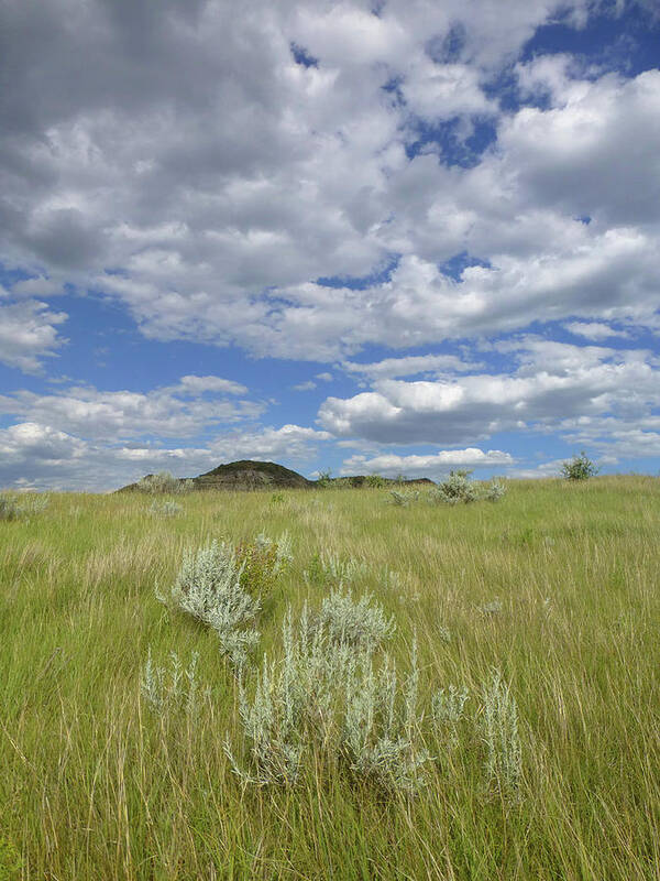 North Dakota Poster featuring the photograph Summertime on the Prairie by Cris Fulton