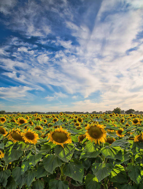 Sunflowers Poster featuring the photograph Sunflower Field by Janet Kopper