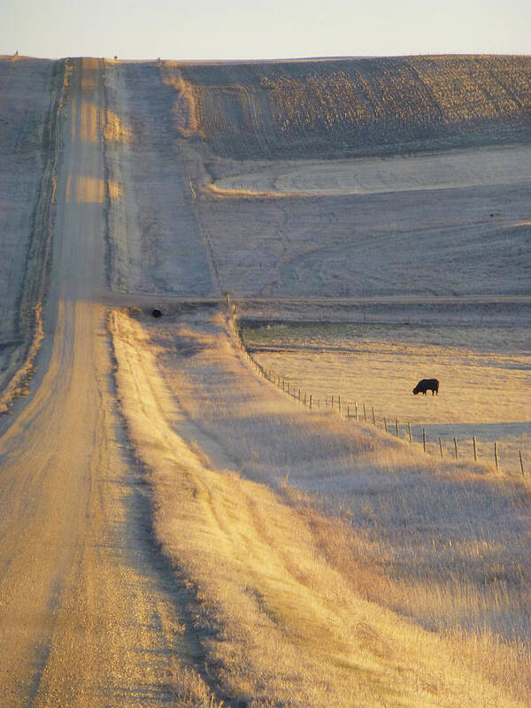 North Dakota Poster featuring the photograph Sunlit Road by Cris Fulton