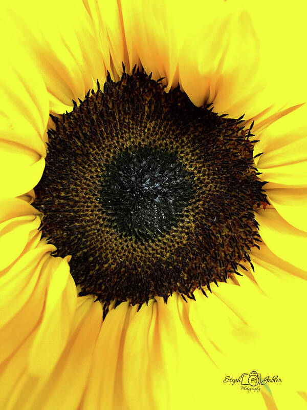 Sunflower Poster featuring the photograph Sunny by Steph Gabler