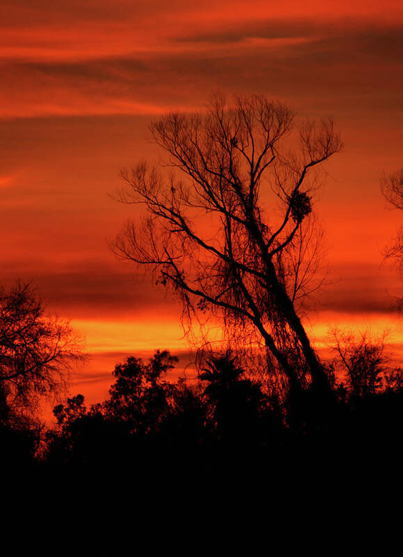 Photo Poster featuring the photograph Sunset in Sacramento by Pat Moore
