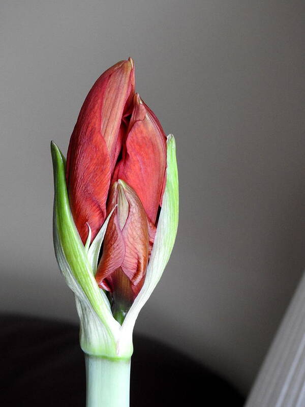 Amaryllis Plant Poster featuring the photograph Super Bud by Betty-Anne McDonald