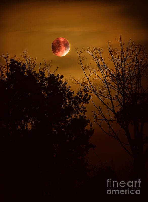 Moon Poster featuring the photograph Super Harvest Blood Moon Over Warren Dunes by Brett Maniscalco