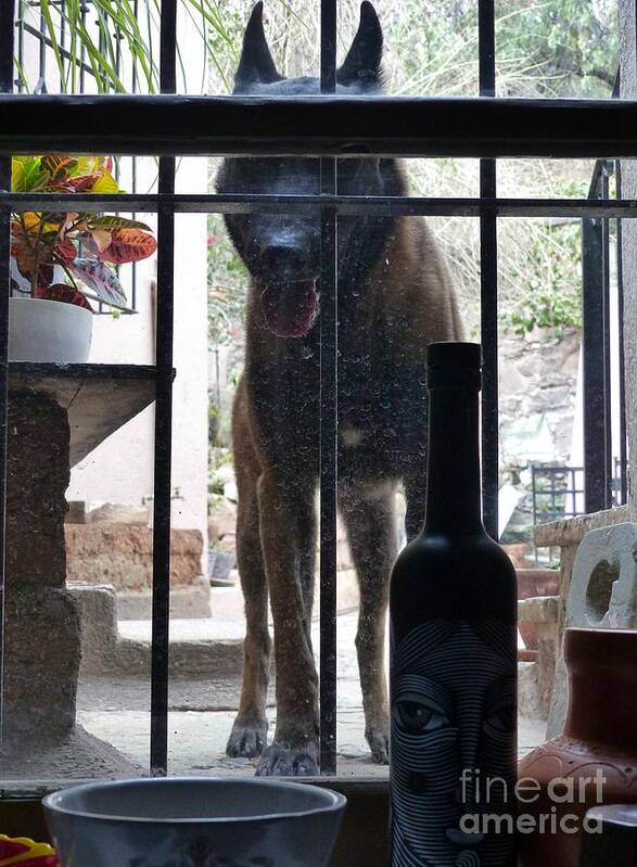 The Malinois Poster featuring the photograph Surprise Visitor by Rosanne Licciardi