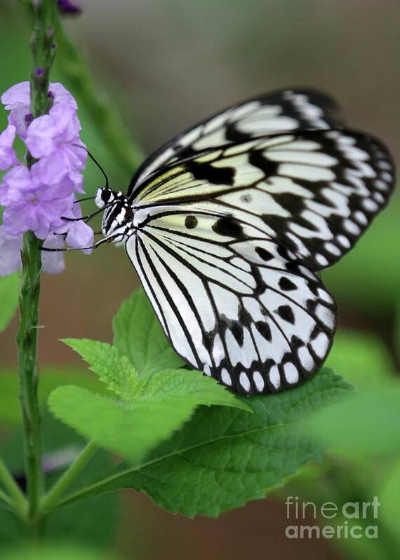 Butterfly Poster featuring the photograph Sweet Breakfast by Sabrina L Ryan